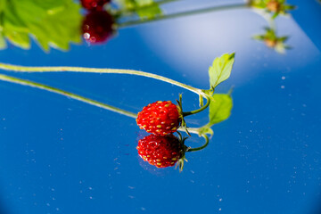 wild forest strawberry with reflections in the mirror