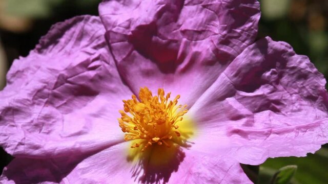 Cistus
