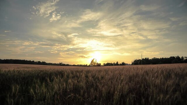 Time-lapse of the sun setting over a wheat field with cirrus and altostratus clouds moving toward the viewer.
