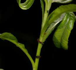 brown farmer ants serve field aphids as their herd on green stems against a black background