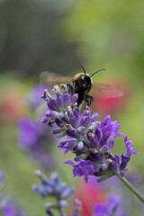 White-tailed bumble bee on lavender flower, United Kingdom