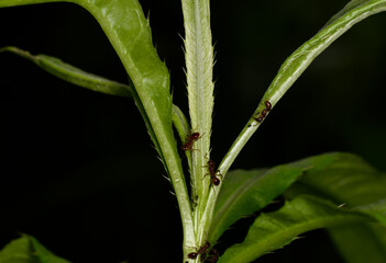 brown farmer ants serve field aphids as their herd on green stems against a black background