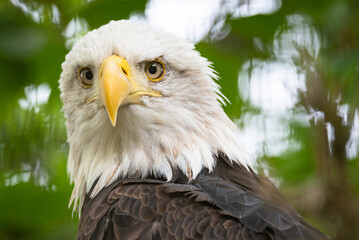Close up of a beautiful bald eagle. 