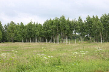 Fototapeta na wymiar field and birch grove in summer in the village