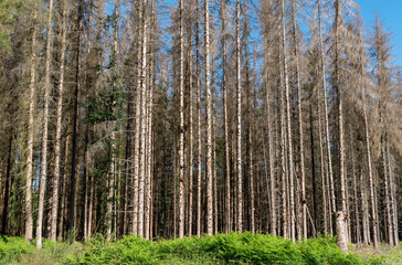 coniferous forest ravaged by bark beetles