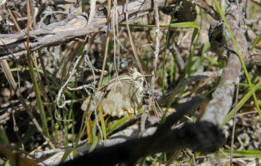 The Iberian marbled white (Melanargia lachesis) is a butterfly species belonging to the family Nymphalidae. It can be found on the Iberian Peninsula and the south of France.