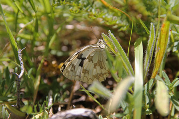 The Iberian marbled white (Melanargia lachesis) is a butterfly species belonging to the family Nymphalidae. It can be found on the Iberian Peninsula and the south of France.