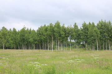 field and birch grove in summer in the village