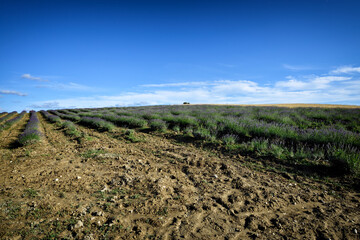 landscape of tuscany