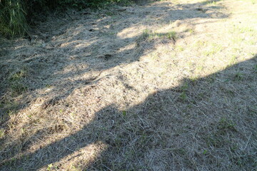 Mown grass and path in summer in the village