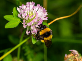 black striped bumblebee sits on a purple flower and drinks nectar