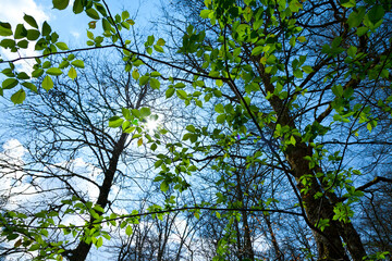 Obraz premium European Beech or Common Beech forest, Saja-Besaya Natural Park, Cantabria, Spain, Europe