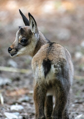 Young Goat-antelope Chamois (Rupicapra rupicapra)