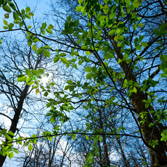 European Beech or Common Beech forest, Saja-Besaya Natural Park, Cantabria, Spain, Europe