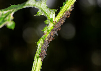 brown farmer ants serve field aphids as their herd on green stems against a black background