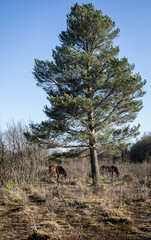 Tree and horses 