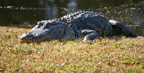 Alligator