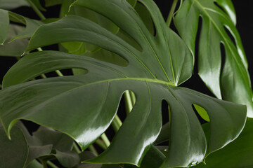 Obraz na płótnie Canvas Monstera plant leaves on a black background.