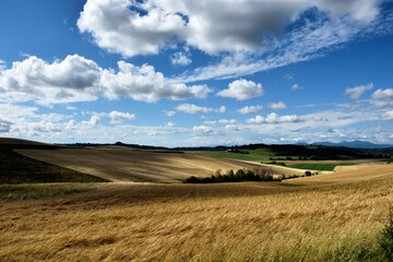 green field and blue sky