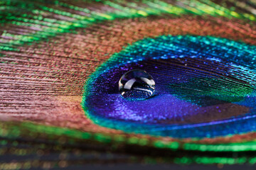 Peacock feather and water droplet