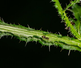 brown farmer ants serve field aphids as their herd on green stems against a black background