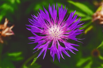 Knapweed close-up. Purple bright flower on a background of green leaves. Beautiful botanical floral background. Flowering plant from above view