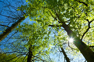 European Beech or Common Beech forest, Saja-Besaya Natural Park, Cantabria, Spain, Europe
