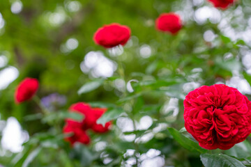 薔薇