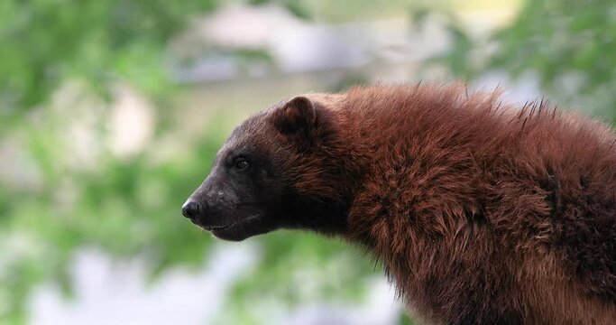 Wolverine in the forest