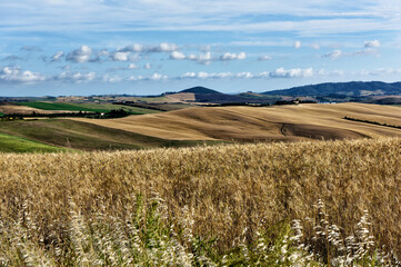 Fototapeta na wymiar field of wheat and blue sky