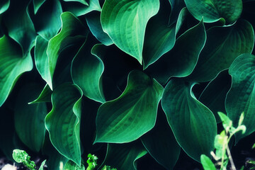 Hosta leaves background. Vivid green plant leaves. Natural juicy wallpaper