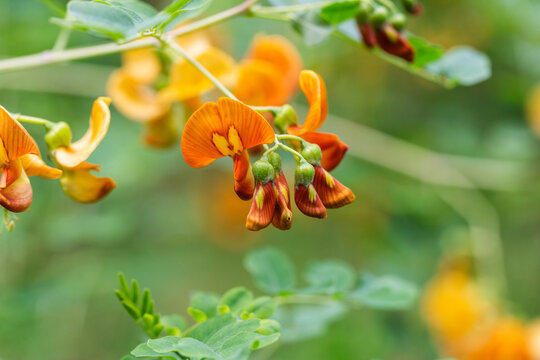 Colutea flowers close up. Floral ornamental natural background. Bright orange flowers. Medicinal herbs.