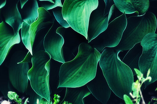 Hosta Leaves Background. Vivid Green Plant Leaves. Natural Juicy Wallpaper