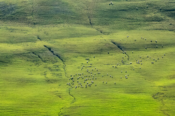 landscape with green grass and grazing sheep