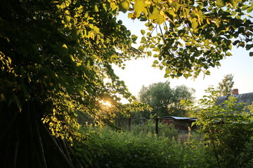 Naklejka premium Sunlight through the trees on a summer evening in the village