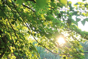 Sunlight through the trees on a summer evening in the village