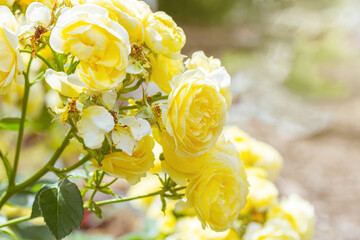 Delicate yellow roses on a blurry background. Floral natural gentle background. Blooming flowers
