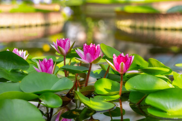 Bright pink water lilies. Flowers and leaves in the pond. Bright floral natural background. Aquatic plants. Panoramic water landscape