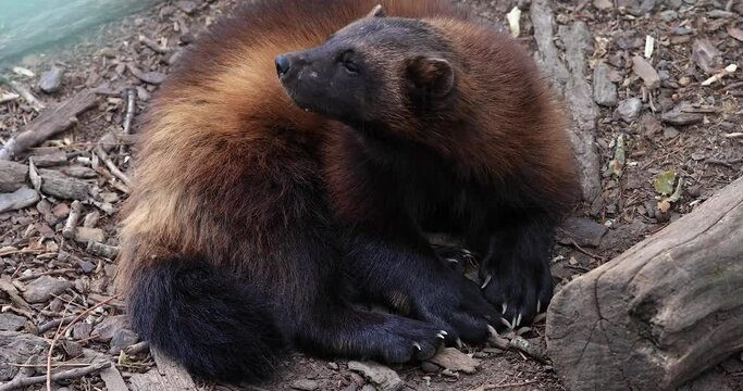 Wolverine in the forest