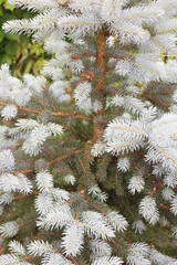 Pine branches on a summer day in the village