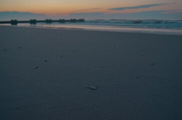 Seashell in Beach Sand During Sunrise Over the Ocean