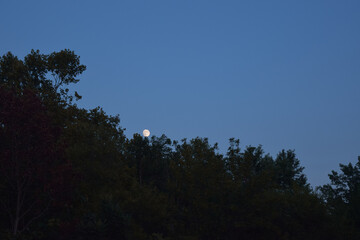 Moon Peaking Out Over Treetops