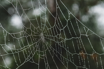Close up of spider net with water drops. Macro dew drops on spider web. Shiny dew drops on spider net.