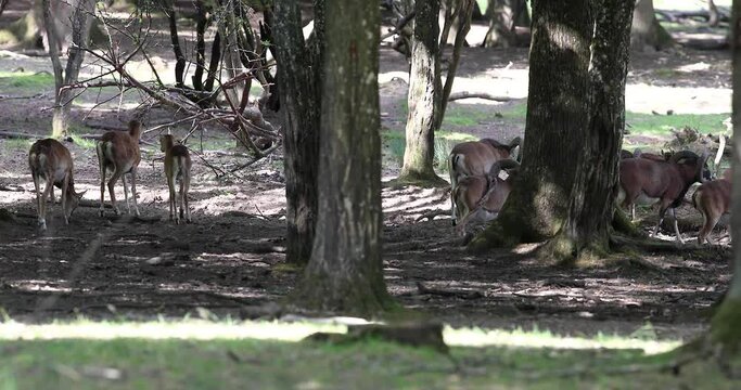 A group of Bighorn walking in the forest