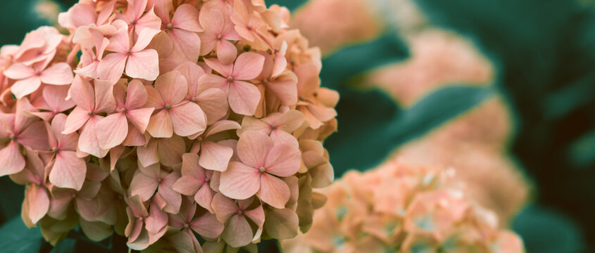 close up of pink flower