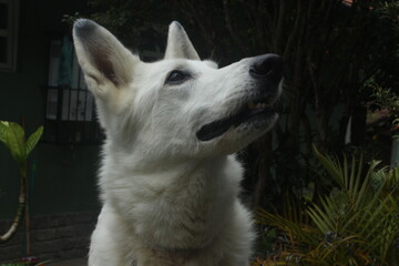 Obraz premium White Shepherd in park