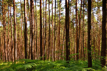 Fototapeta na wymiar Wald mit Farn im Vordergrund