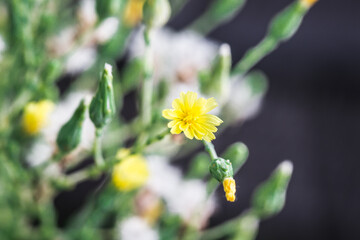 Yellow Flowering Vegetable Garden Plant