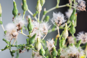 Yellow Flowering Vegetable Garden Plant