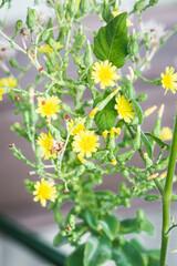 Yellow Flowering Vegetable Garden Plant